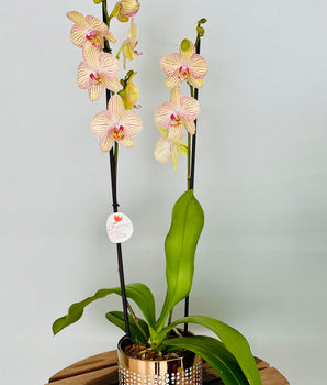 orquidea en planta