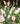 Tulips luxury