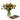 Tulips mixtos
