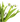 Tulipanes