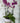 Plant orchid purple