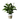Immortality / Flowers