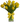 Tulips Yellow