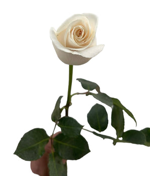 1 Rose