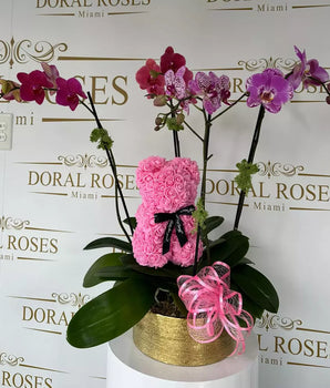 Luxury Orchid And Bear. This exquisite duo combines elegance and charm, making it the perfect addition to any space, flowers and plants, home delivery in Miami, florist Doral Roses