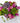 Jardín Soñado, Anniversary, Aniversario, Regala Flores para cualquier ocasión, envía flores por Doral Roses Miami, Flowers Delivery, Entrega a domicilio
