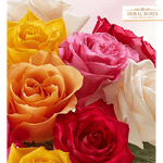 Dos docenas de rosas variadas para el día de la madre, Regalo de Flores para el día de la madre, Arreglo de flores, envía flores por Doral Roses Miami