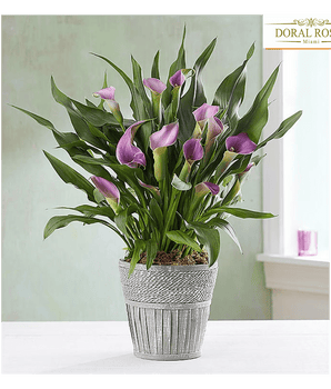 Lirio Elegante, Regala plantas y flores para cualquier ocasión, envía flores por Doral Roses Miami