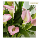 Lirio Elegante, Regala plantas y flores para cualquier ocasión, envía flores por Doral Roses Miami