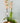 orquidea en planta