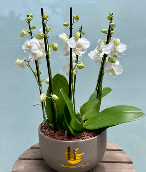 Orquídeas en Planta para decoración o regalo