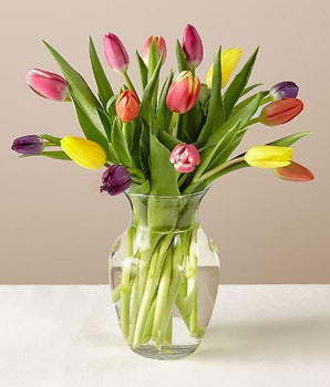 tulipanos